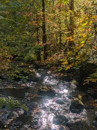 A shallow, rocky creek glitters in the sun as it runs between mossy boulders, beneath trees with leaves turning yellow, orange and red.