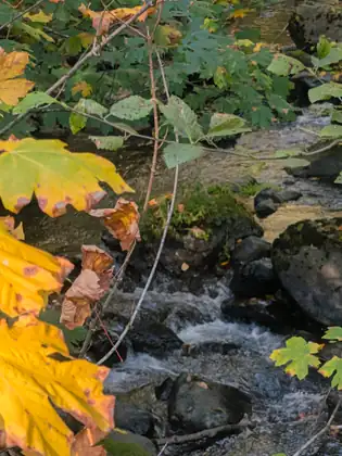 Big yellow and green leaves and a few curled brown ones hang in the foreground over a creek tumbling white between dark, mossy boulders.