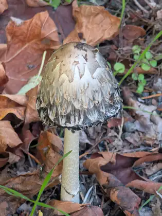 A tall mushroom with a pale, shaggy, bell-shaped cap darkening at its frayed edge stands on a slender white stem among fallen brown leaves, small round green leaves and blades of grass.
