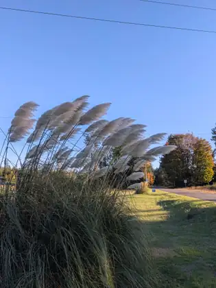 Feathery pale plumes of a tall grass bend in the wind against a clear blue sky beside a mown strip of lawn, with a quiet road, a SPEED LIMIT 35 sign and autumn trees in the distance.