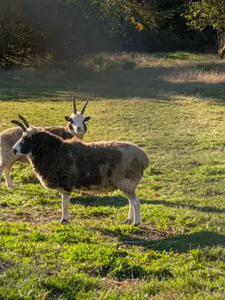 Two horned sheep in a sunlit pasture, the nearer one in profile with a black-and-white face and a shaggy brown and cream fleece, the other just behind it with a mostly white face and tall upright horns, looking at the camera.