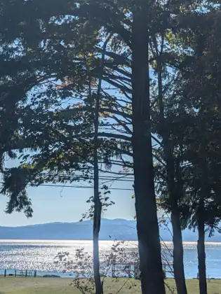 Tall dark trunks and feathery branches, silhouetted against the light, frame sun-glittered water and a line of hazy blue hills across it, with power lines overhead and a mown lawn and a picnic table along the shore.