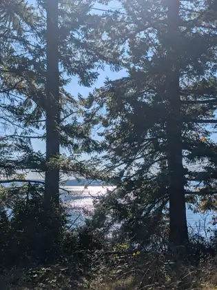 Two tall conifers with straight dark trunks frame a glimpse of sunlit, sparkling water and a low far shore under a pale blue sky, with dense shadowed undergrowth in the foreground.
