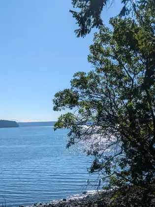 A leafy tree leans out over a pebbly beach and calm blue water sparkling in the sun, with a dark wooded headland, a long low shoreline and a faint snowy peak on the far horizon.