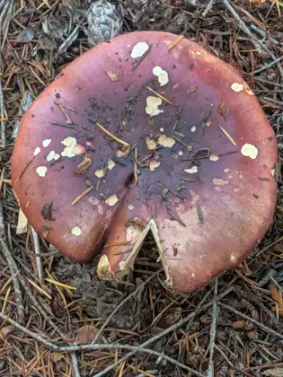 Seen from above, a broad reddish-purple mushroom cap with a split in its rim, flecked with pale cream patches and scattered with conifer needles, sits on a forest floor of needles, twigs and cones.