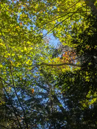Looking straight up through a canopy of sunlit leaves, bright yellow-green and touched with orange, toward patches of blue sky.