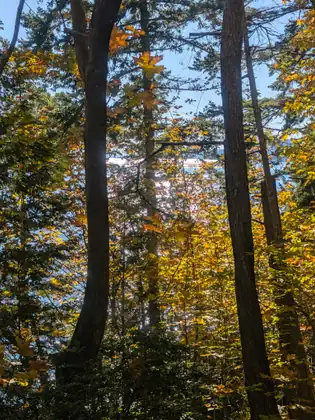 Tall dark tree trunks stand in silhouette against glowing gold and orange autumn leaves, with glimpses of pale sky through the forest.