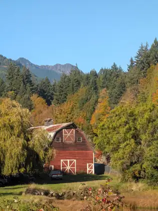 A red barn with a curved gambrel roof and white X-braced doors stands beside a weeping willow at the edge of a forest of evergreens and yellowing trees, with an old pickup parked in front and rocky peaks behind.