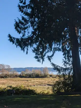 A tall evergreen frames a view across a sunlit flat of golden marsh grass to blue water and a low wooded shore, with a small weathered wooden post at the edge of the mown grass in front.