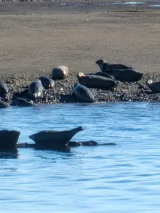 Several harbour seals lie on a pebbly bar at the water’s edge, and two more swim in the blue water in front of them.