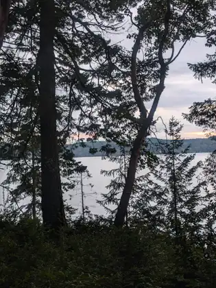 Dark silhouettes of tall evergreens frame a glimpse of calm grey water and a low wooded shore under a pale dawn sky with a hint of pink.
