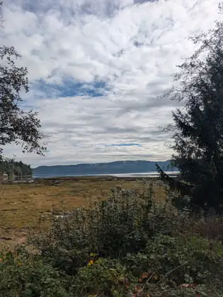 A wide estuary of golden marsh grass stretches toward a calm bay and forested hills under a bright, cloud-streaked sky, framed by a dark evergreen.