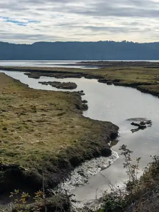 Seen from a high bank, a tidal channel curves through grassy marsh past a piece of driftwood toward the open bay and distant hills.