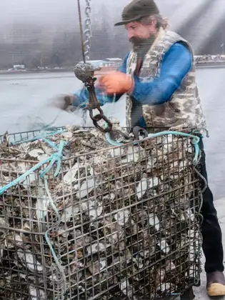 A bearded man in a cap, orange gloves and a camouflage vest guides a large wire cage heaped with oysters as it hangs from a hoist chain beside the water.
