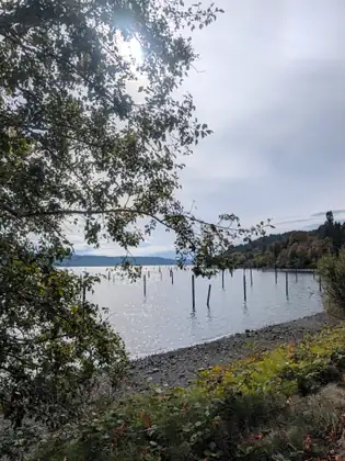Old wooden pilings stand in rows in the calm water of the bay, seen through leafy branches from a pebbly shore, with wooded hills beyond.