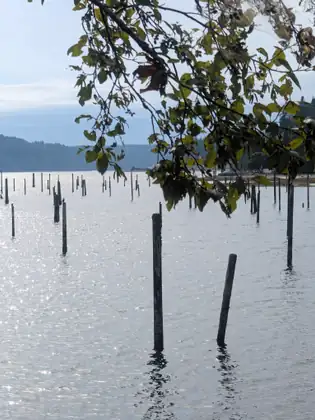 Weathered pilings rise from sparkling water beneath overhanging leaves, with a wooded shore in the distance.
