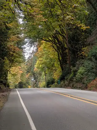 A two-lane highway curves away beneath a tunnel of tall trees turning yellow and orange, with a steep wooded bank on the right.