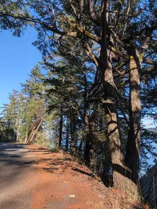 A narrow paved path runs along a sunny bank lined with tall, leaning fir trees under a blue sky, with water glinting through the branches.