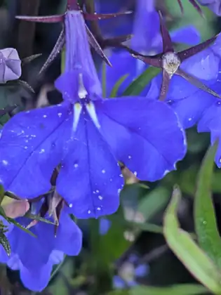 A close-up of small, bright blue lobelia flowers with white centres.