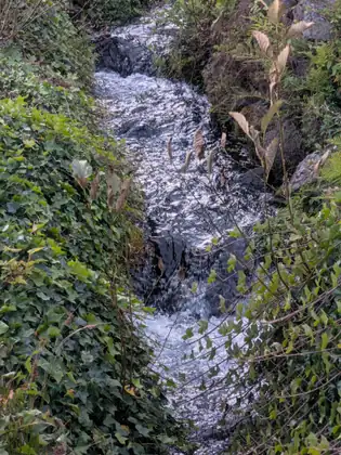 White water rushes down a narrow creek between banks thick with ivy and ferns.