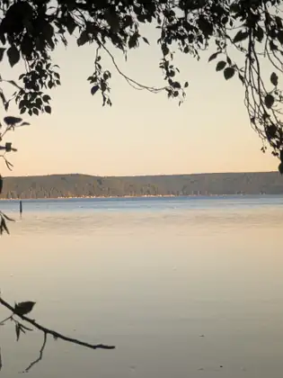 Through overhanging branches, the bay lies smooth and pale under a peach-coloured evening sky, with a wooded shore across the water.