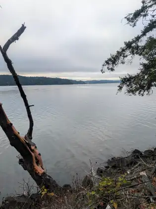 A bare, twisted branch leans out over calm grey water toward a far wooded shore under a cloudy sky.