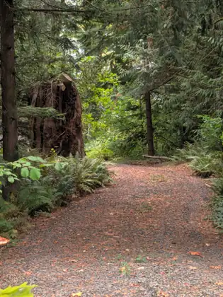 A gravel path leads into a forest of ferns and tall trees, past a huge mossy stump.