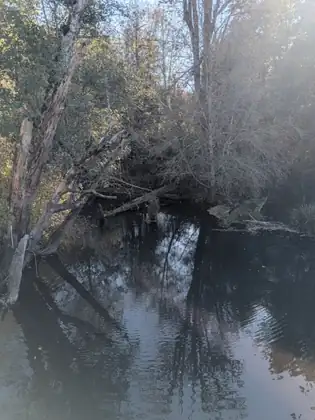 A still, dark slough reflects fallen logs and leaning trees, with soft hazy sunlight filtering through the branches.