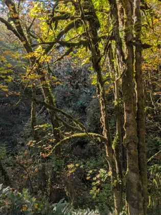 Moss-covered tree trunks and branches stand in a sunlit forest of green and yellow leaves.