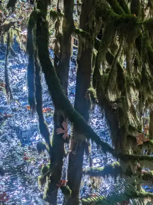 Branches hung with thick moss are silhouetted against water sparkling in bright sunlight.