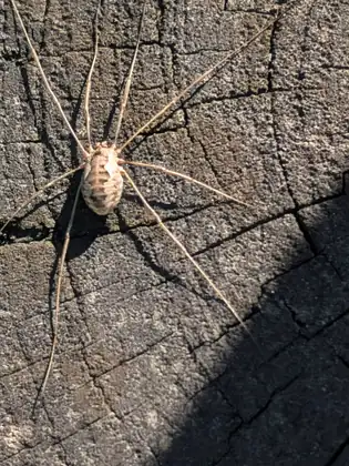A long-legged harvestman spider rests on the cracked, weathered grey surface of an old piece of wood.