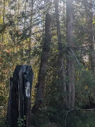 An old charred stump with a white marker stands among tall, thin trees and green undergrowth in a sunlit forest.