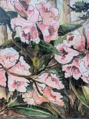 A painting of pale pink rhododendron flowers among dark green leaves.