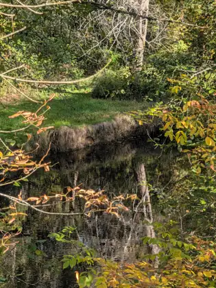 Still, dark water in a woodland pond mirrors the trees above it, with a grassy bank beyond and autumn leaves at its edge.