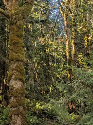A tree trunk thickly covered in moss rises among slender trees and ferns in sunlit woods.