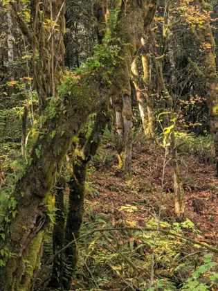 Mossy trunks lean across a woodland slope carpeted with fallen leaves, lit by the afternoon sun.