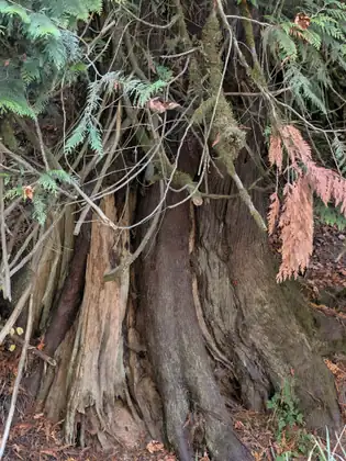 The broad, ridged base of an old cedar, with drooping fronds of green and rust-coloured foliage around it.