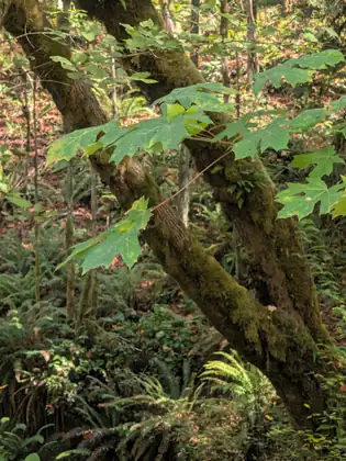 Big green maple leaves hang in front of a mossy, leaning trunk, with ferns on the forest floor below.