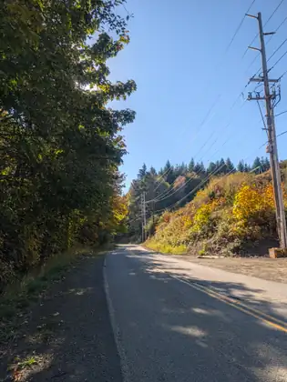 A quiet road with a wide shoulder runs between woods and a hillside of yellow autumn trees under a clear blue sky, with power lines alongside.