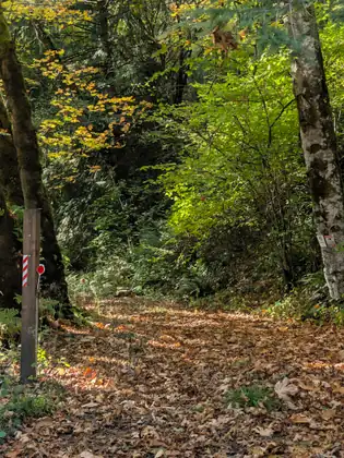 A path covered in fallen leaves leads into the woods past a wooden post, between birches and trees turning yellow.