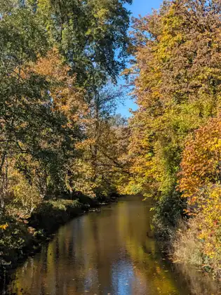 A still creek runs between banks of trees in full autumn colour, gold and orange against a blue sky, reflected in the water.
