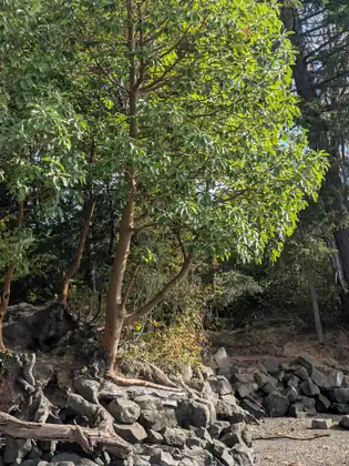 A madrone tree with smooth reddish branches leans over a rocky beach.