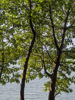 Water glints through the leafy branches of two slender trees on the shore.