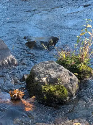 Clear water rushes past a mossy boulder and a tuft of grass growing from the rocks in a river.