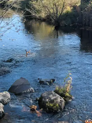 A shallow river runs over rocks between brushy banks, the sunlit water reflecting the sky.
