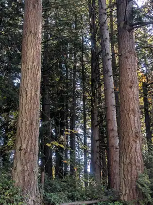 Tall, straight conifer trunks rise through a sunlit forest.