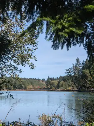 A calm lake framed by overhanging evergreen boughs, with a line of trees along the far shore.