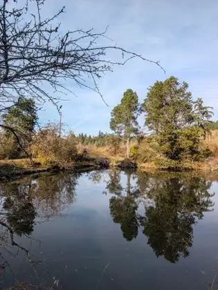 Still water mirrors evergreens and dry reeds along the bank, with bare branches reaching in from the left.
