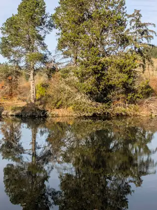 A cluster of evergreens and golden brush reflected almost perfectly in still water.