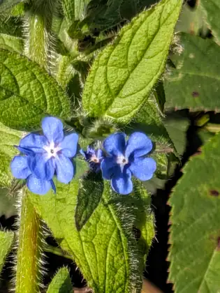 A close view of two bright blue five-petalled flowers with white centres among green leaves.